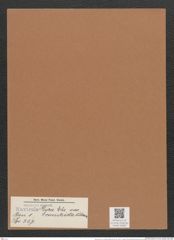 Navicula lyra var. constricta O'Meara (de-Toni-Nr.: Genus 1, Species 327) Zeichnungen Sammlung Grunow Mappe 00282 (Herbarium_W_Grunow_drawings_Folder_00282)